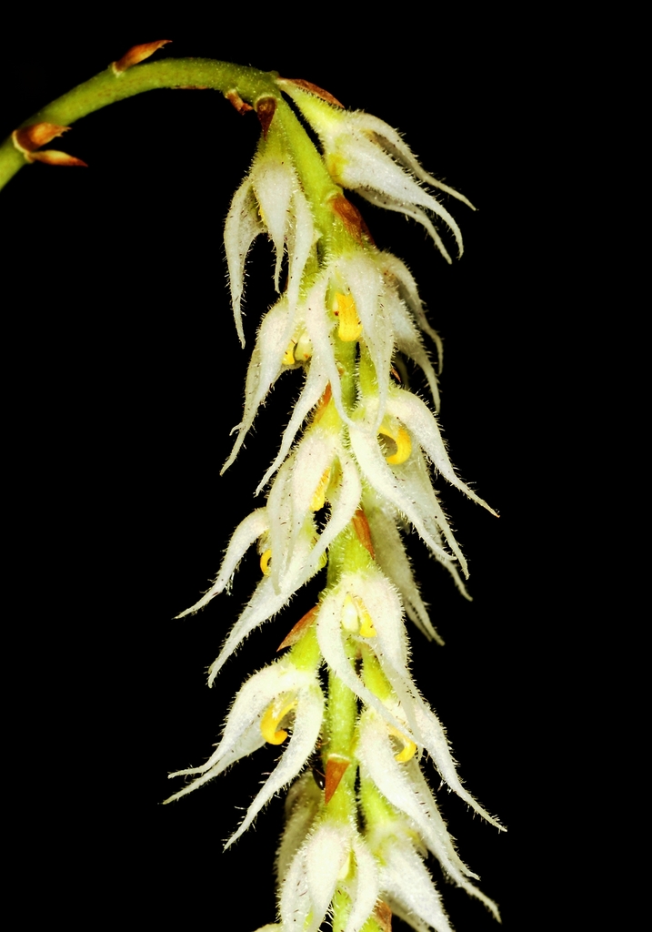 Bulbophyllum hirtum (Bulbophyllum hirtum)