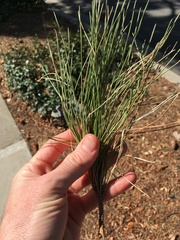 Pinus brutia eldarica