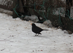 Turdus merula