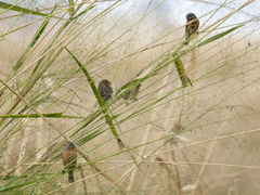 Sporophila minuta
