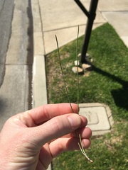 Pinus brutia eldarica