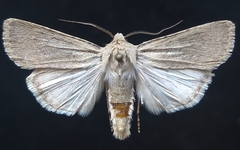Euxoa aequalis