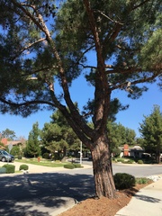 Pinus brutia eldarica