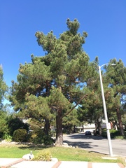 Pinus brutia eldarica
