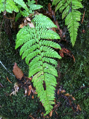 Polystichum dudleyi