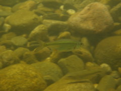 Alburnoides bipunctatus