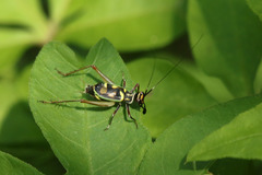 Phylloscyrtus amoenus