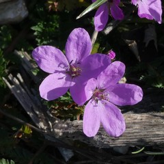 Erodium acaule