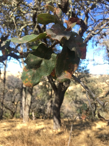 iNaturalist observation photo of blue oak