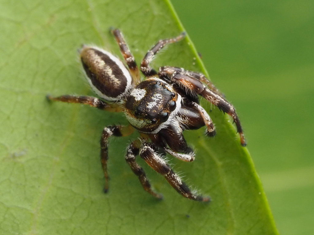 White-banded Jumping Spider (TN Jumping Spiders) · iNaturalist