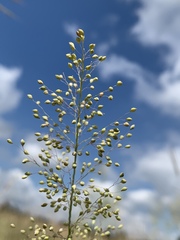 Trichanthecium natalense