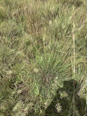 Trichanthecium natalense