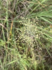 Trichanthecium natalense