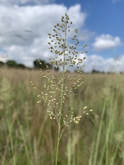 Trichanthecium natalense