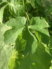 Blastania cerasiformis