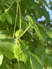 Blastania cerasiformis