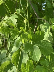 Blastania cerasiformis