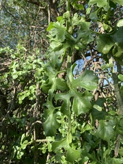 Blastania cerasiformis