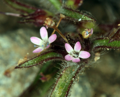 Collomia tracyi