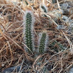 Nyctocereus serpentinus