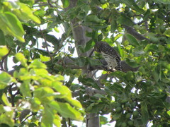 Glaucidium brasilianum