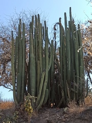 Marginatocereus marginatus