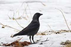 Corvus monedula