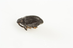 Orchestes mixtus