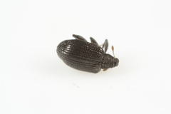 Orchestes mixtus