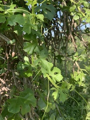 Cissus cactiformis