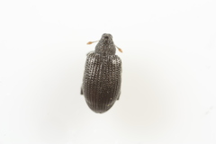 Orchestes mixtus