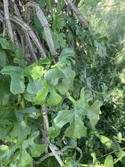 Cissus cactiformis