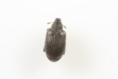 Orchestes mixtus
