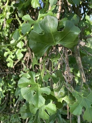 Cissus cactiformis