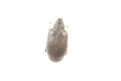 Orchestes mixtus