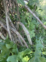 Cissus cactiformis