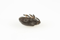 Orchestes mixtus