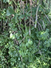 Cissus cactiformis