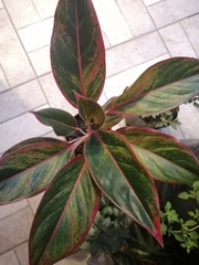 Aglaonema
