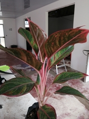Aglaonema