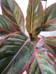 Aglaonema