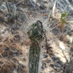 Nyctocereus serpentinus