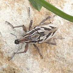 Coniocleonus megalographus