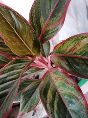 Aglaonema