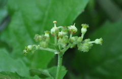 Cyphostemma subciliatum