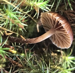 Galerina badipes