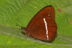 Lymanopoda albocincta