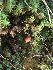 Galerina badipes