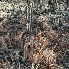 Nyctocereus serpentinus
