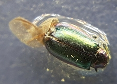 Altica torquata
